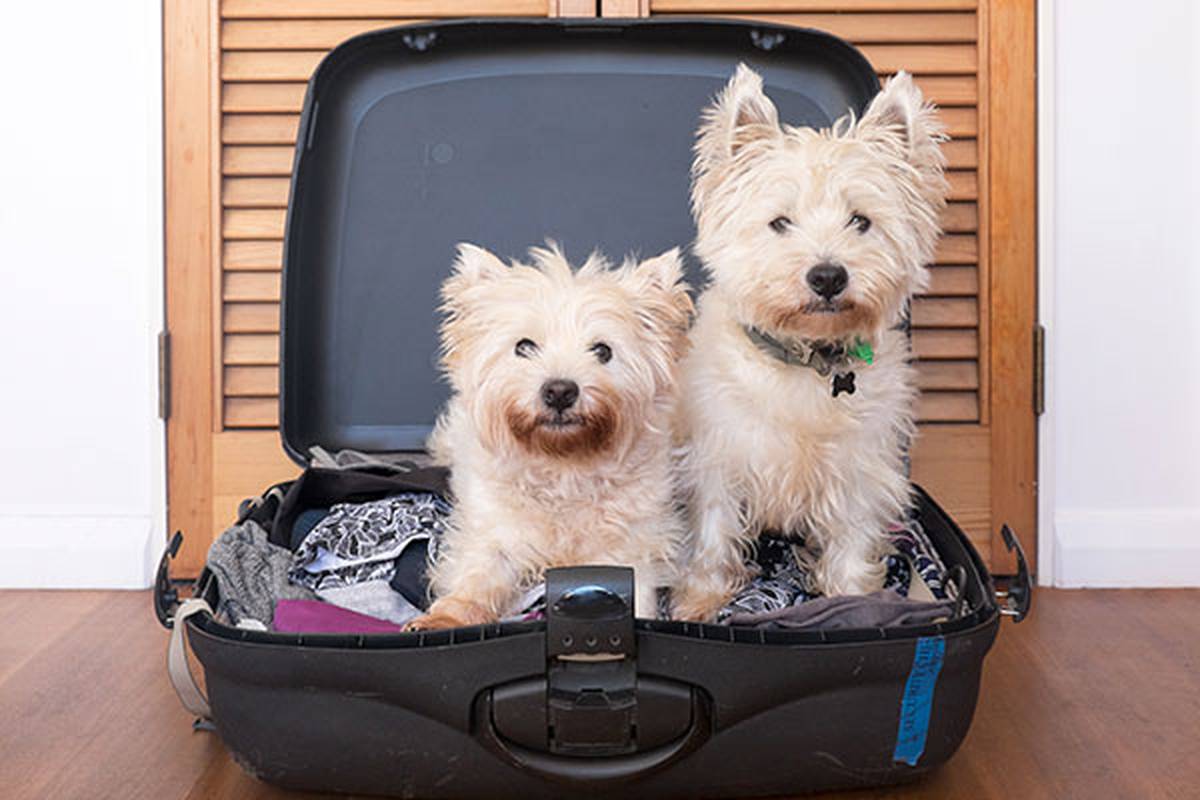 2. informarnos de tu mascota Hotel ILUNION Alcalá Norte Madrid