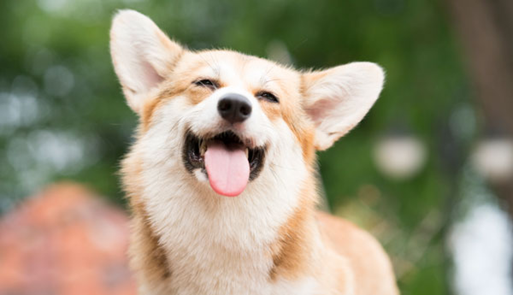 Consulta los establecimientos donde puedes traer a tu mascota Hotel ILUNION Alcalá Norte Madrid