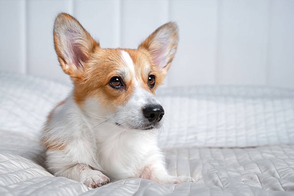 1. selecciona una habitación pet friendly Hotel ILUNION Alcalá Norte Madrid